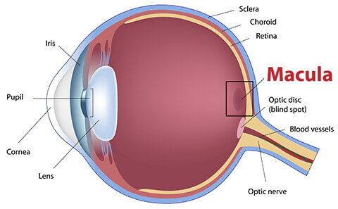 Eye Diagram with Macula Highlighted